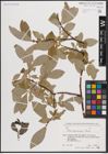 Foto von Salix caucasica Andersson